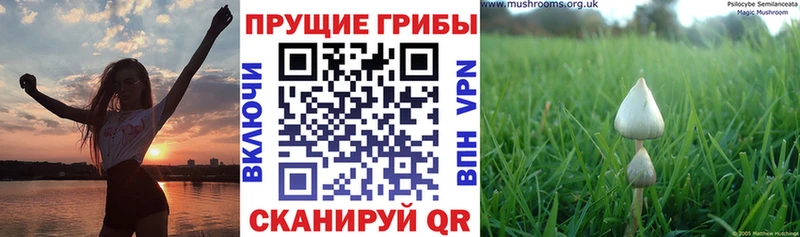 купить Лахденпохья Галлюциногенные грибы Cubensis